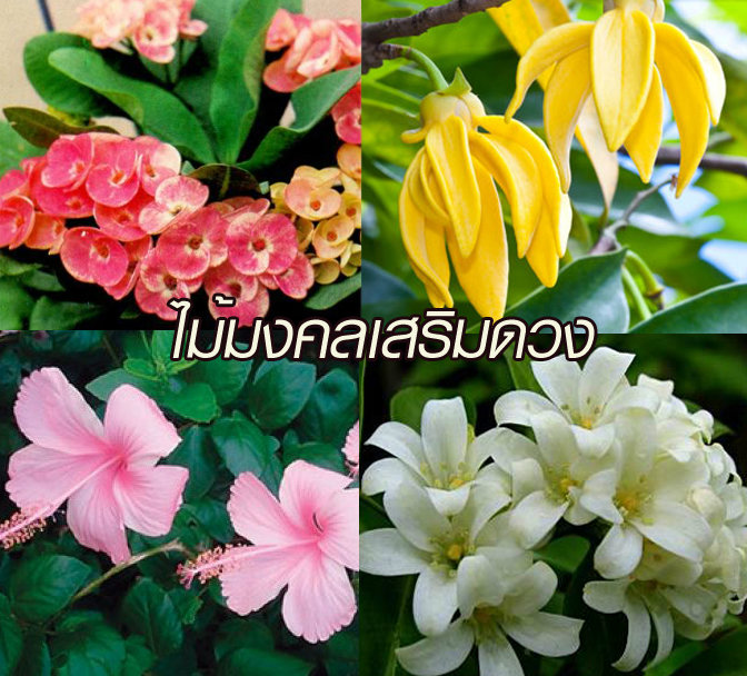 ต้นไม้มงคล